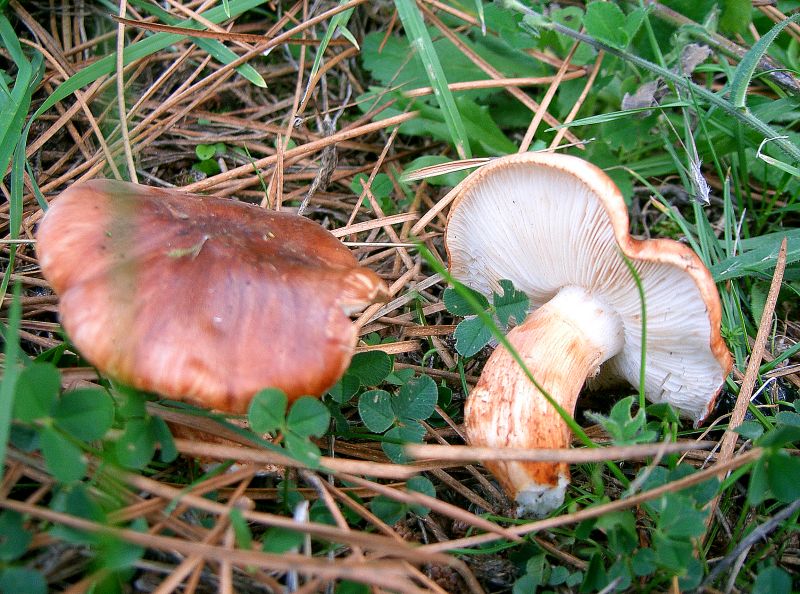 I Miei Funghi 3�